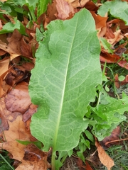 Rumex crispus
