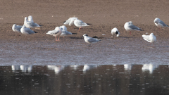 Chroicocephalus ridibundus