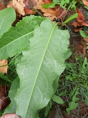 Rumex crispus