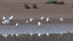 Thalasseus sandvicensis