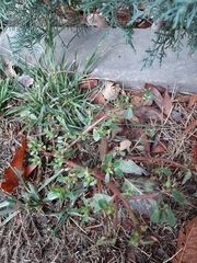 Portulaca oleracea