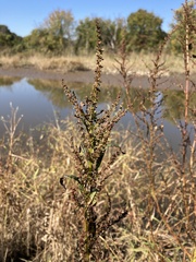 Amaranthus cannabinus