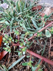 Portulaca oleracea