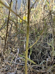 Amaranthus cannabinus