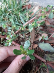 Portulaca oleracea