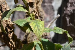 Verbascum phlomoides