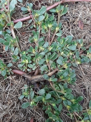 Portulaca oleracea