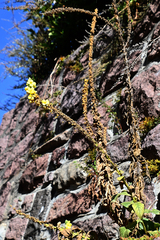 Verbascum phlomoides