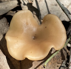 Singerocybe clitocyboides