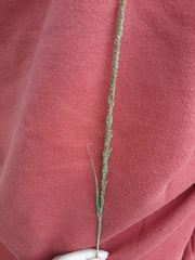 Sporobolus indicus