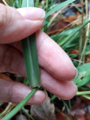 Sporobolus indicus