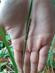 Sporobolus indicus