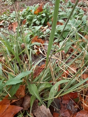 Sporobolus indicus