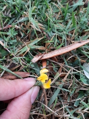 Lotus corniculatus