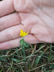 Lotus corniculatus