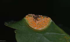 Puccinia clematidis