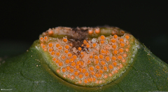 Puccinia clematidis