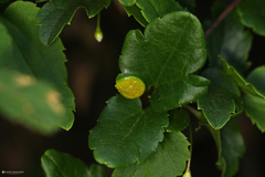 Puccinia clematidis