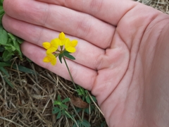 Lotus corniculatus