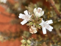 Westringia rigida