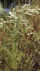 Eupatorium leptophyllum