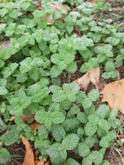 Mentha