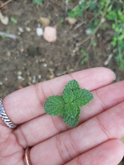 Mentha