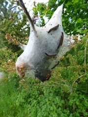 Eriogaster lanestris