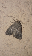 Tholera cespitis