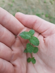 Mentha