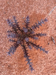 Westringia rigida