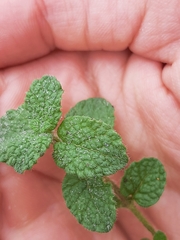 Mentha