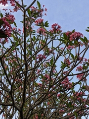 Plumeria rubra