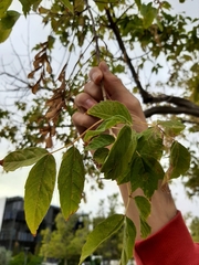Acer negundo