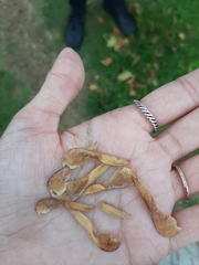 Acer negundo
