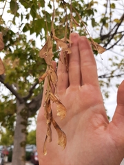 Acer negundo