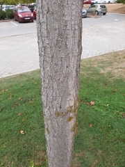 Acer negundo