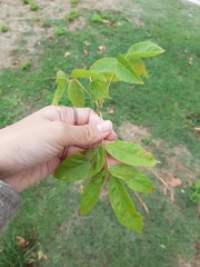 Acer negundo