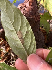Mompha solomoni