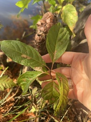 Mompha solomoni
