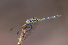 Trithemis morrisoni