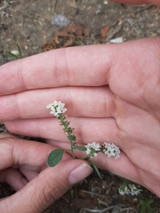 Heliotropium europaeum