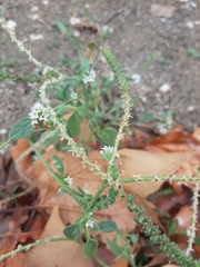Heliotropium europaeum