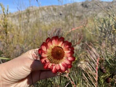 Protea witzenbergiana