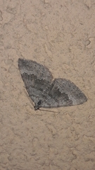 Scotopteryx