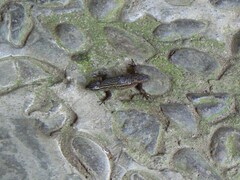 Eutropis rugifera