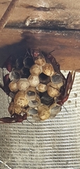 Polistes gigas
