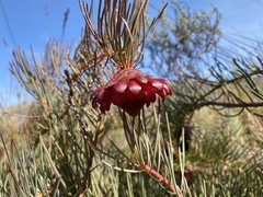 Protea witzenbergiana
