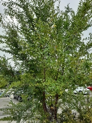 Ulmus pumila