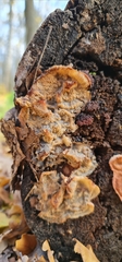 Merulius tremellosus